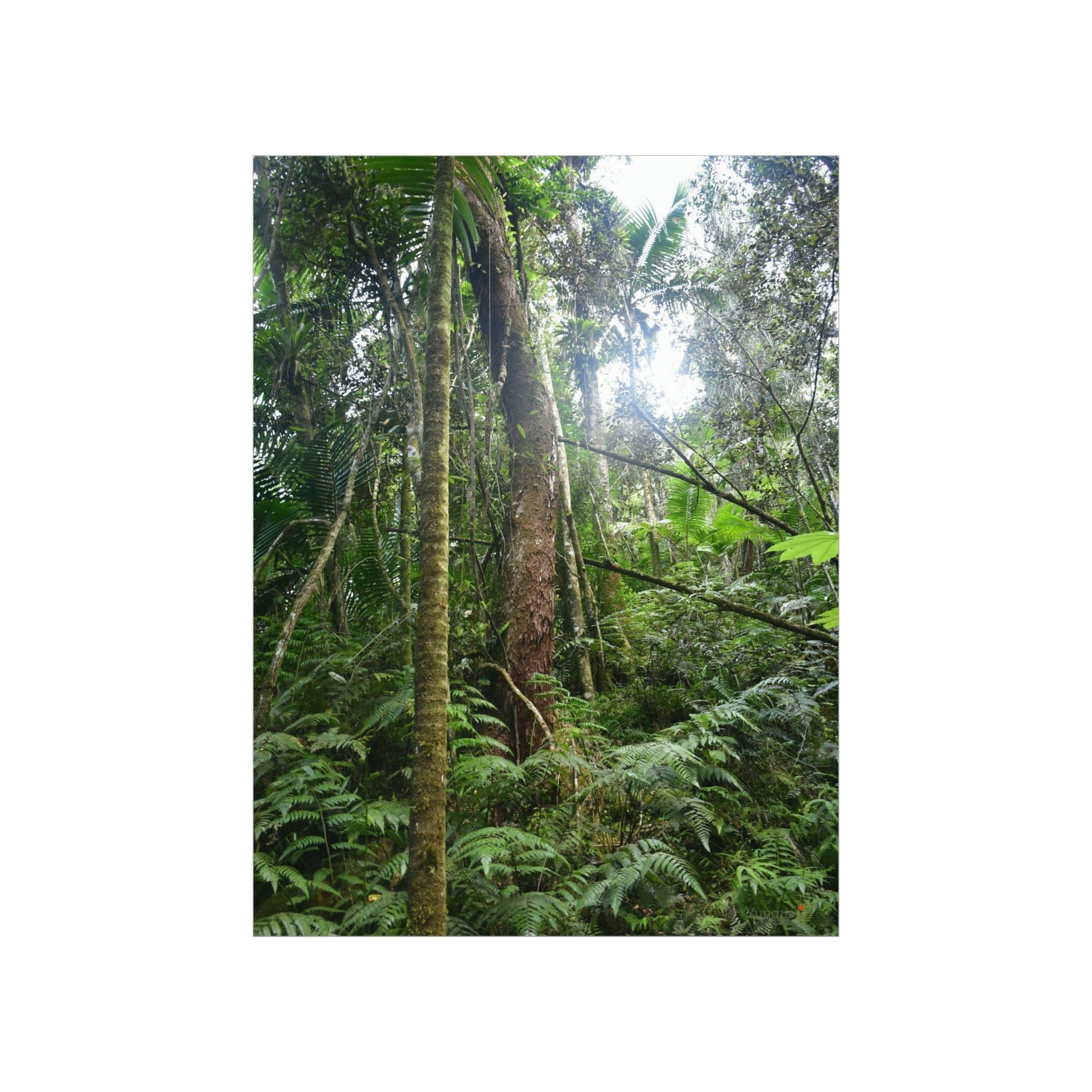 Premium Matte vertical posters - ﻿Bring home the most remote rarely-seen regions of the rainforest in Puerto Rico - El Toro Wilderness - Green Forest Home