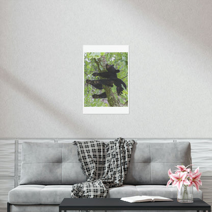 Premium Matte vertical posters - Happy bear in branch in Smoky Mountain National Park in Summer in Mountain National Park (SMNP) USA - Green Forest Home