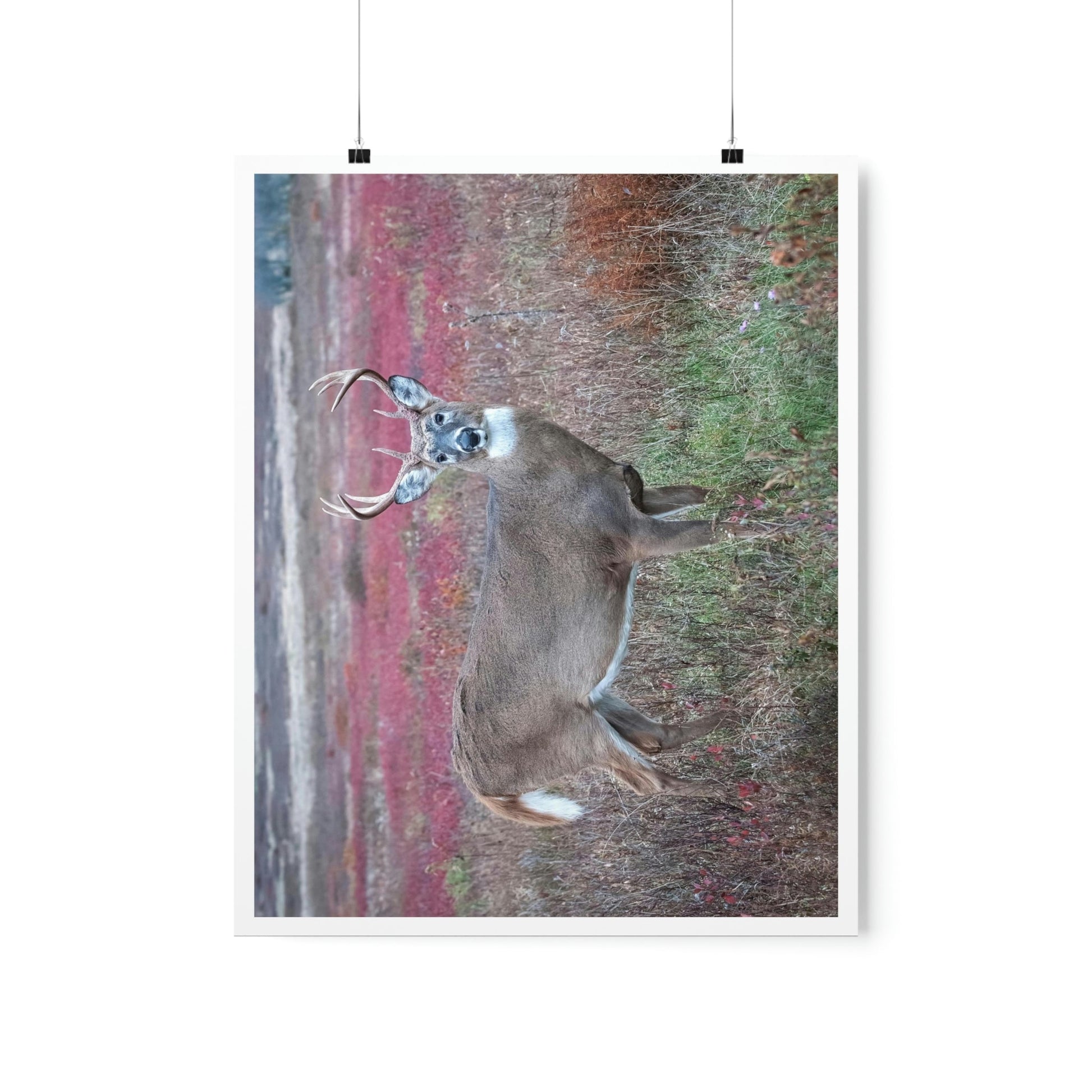Premium Matte vertical posters - Large whitetail buck in a colorful fall meadow in Smoky Mountain National Park in Summer in Mountain National Park (SMNP) USA - Green Forest Home