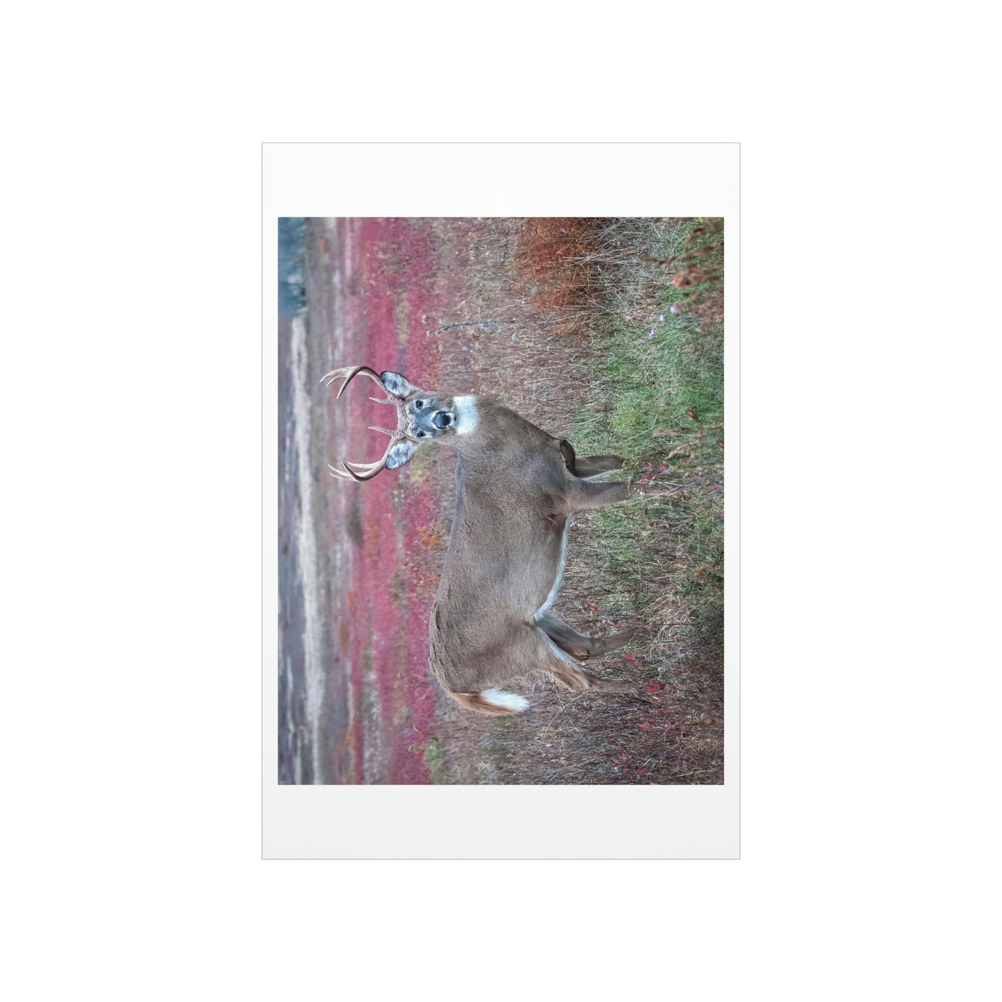 Premium Matte vertical posters - Large whitetail buck in a colorful fall meadow in Smoky Mountain National Park in Summer in Mountain National Park (SMNP) USA - Green Forest Home