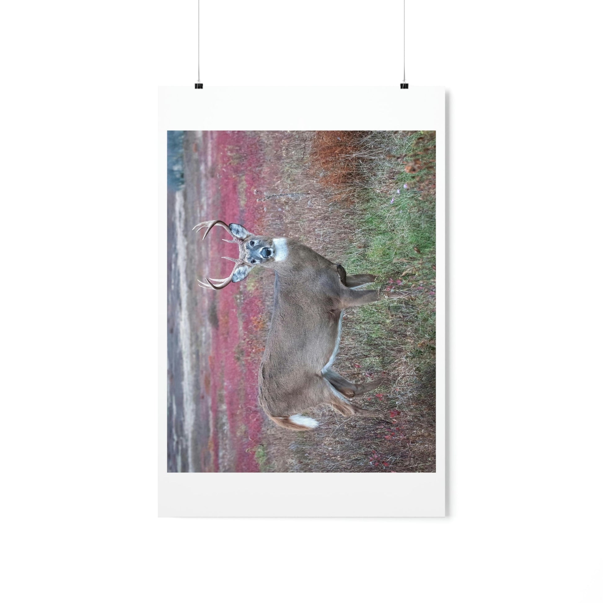 Premium Matte vertical posters - Large whitetail buck in a colorful fall meadow in Smoky Mountain National Park in Summer in Mountain National Park (SMNP) USA - Green Forest Home