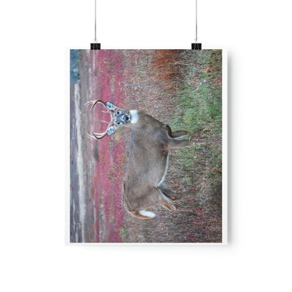 Premium Matte vertical posters - Large whitetail buck in a colorful fall meadow in Smoky Mountain National Park in Summer in Mountain National Park (SMNP) USA - Green Forest Home