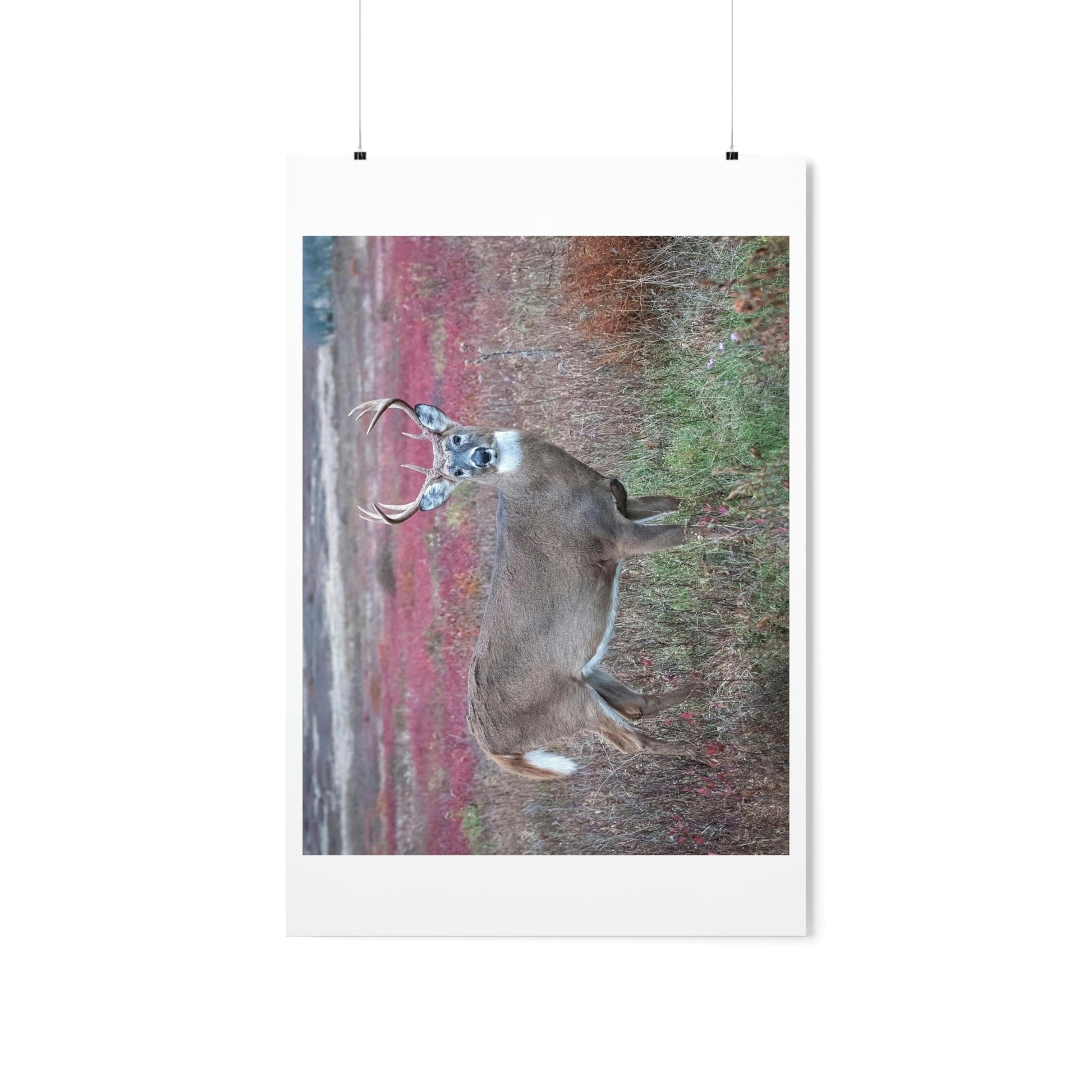 Premium Matte vertical posters - Large whitetail buck in a colorful fall meadow in Smoky Mountain National Park in Summer in Mountain National Park (SMNP) USA - Green Forest Home
