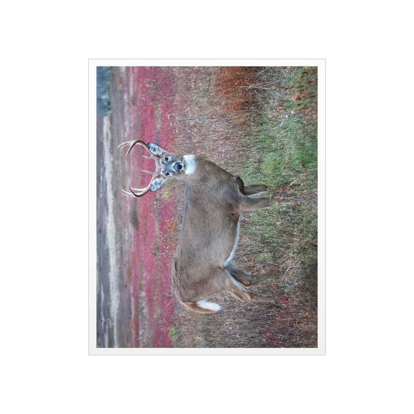 Premium Matte vertical posters - Large whitetail buck in a colorful fall meadow in Smoky Mountain National Park in Summer in Mountain National Park (SMNP) USA - Green Forest Home