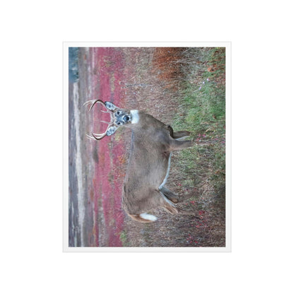 Premium Matte vertical posters - Large whitetail buck in a colorful fall meadow in Smoky Mountain National Park in Summer in Mountain National Park (SMNP) USA - Green Forest Home