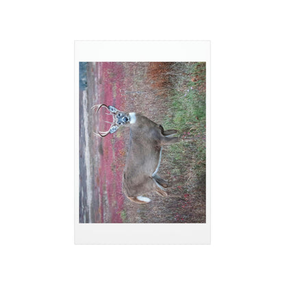 Premium Matte vertical posters - Large whitetail buck in a colorful fall meadow in Smoky Mountain National Park in Summer in Mountain National Park (SMNP) USA - Green Forest Home