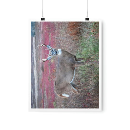 Premium Matte vertical posters - Large whitetail buck in a colorful fall meadow in Smoky Mountain National Park in Summer in Mountain National Park (SMNP) USA - Green Forest Home