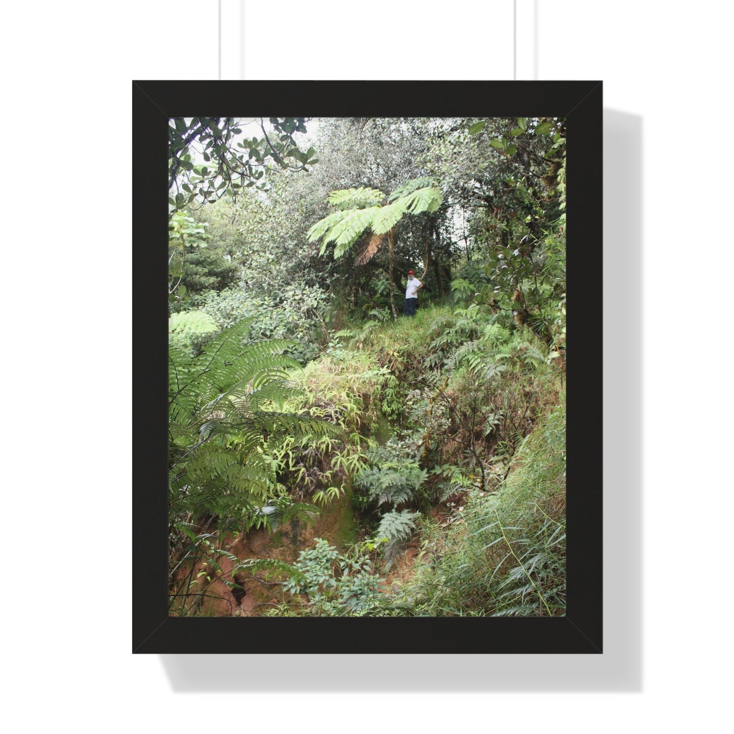 Rainforest Trails & Views - Gallery Canvas Wraps, Framed Vertical Poster - El Yunque National Forest - Puerto Rico - Jorge on early Tradewinds trail huge landslide - Green Forest Home