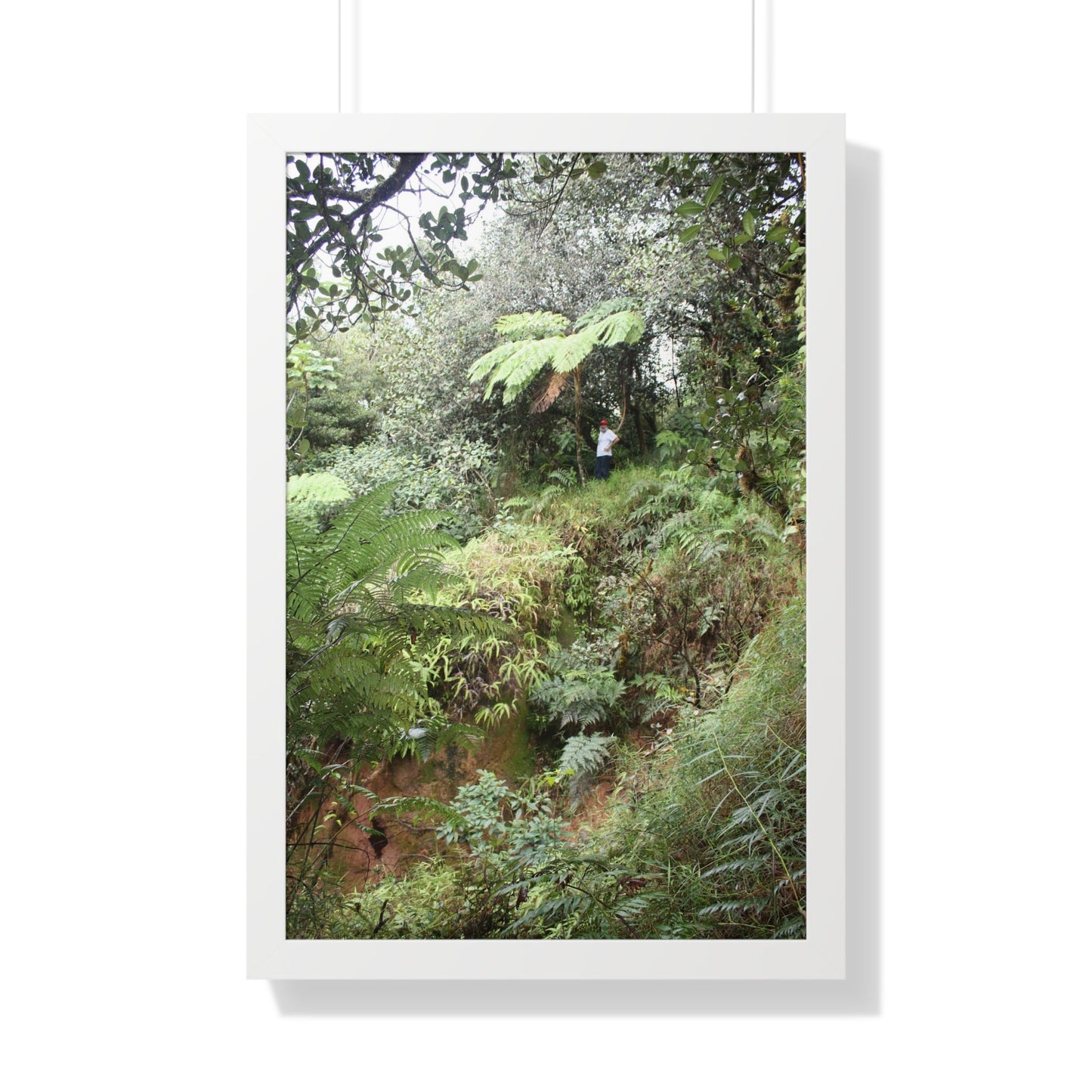 Rainforest Trails & Views - Gallery Canvas Wraps, Framed Vertical Poster - El Yunque National Forest - Puerto Rico - Jorge on early Tradewinds trail huge landslide - Green Forest Home