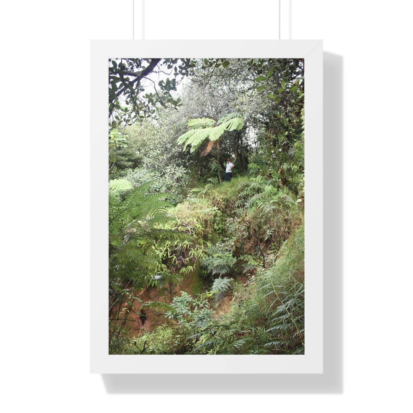 Rainforest Trails & Views - Gallery Canvas Wraps, Framed Vertical Poster - El Yunque National Forest - Puerto Rico - Jorge on early Tradewinds trail huge landslide - Green Forest Home