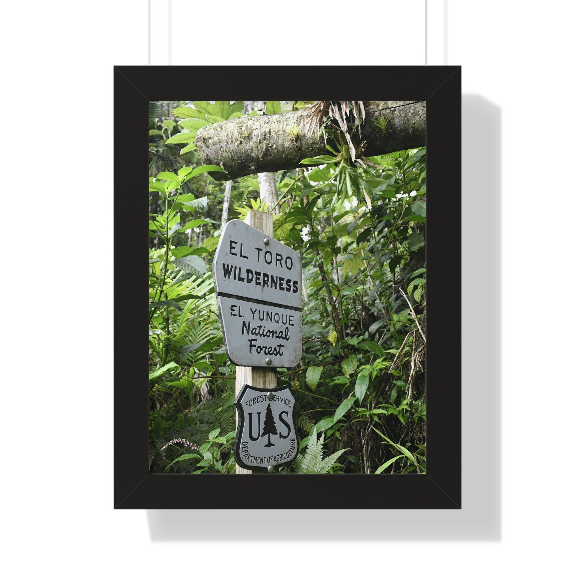 Rainforest Trails & Views - Gallery Canvas Wraps, Framed Vertical Poster - El Yunque National Forest - Puerto Rico - Rio Sabana trail - El Toro Wilderness begins here - Green Forest Home