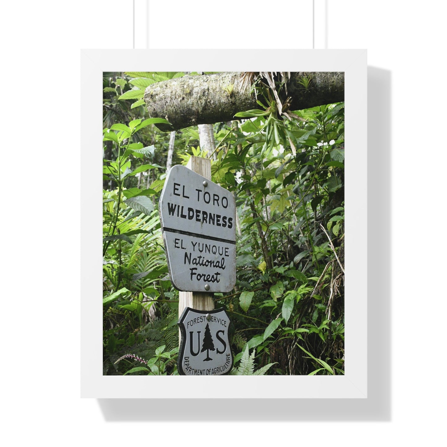 Rainforest Trails & Views - Gallery Canvas Wraps, Framed Vertical Poster - El Yunque National Forest - Puerto Rico - Rio Sabana trail - El Toro Wilderness begins here - Green Forest Home