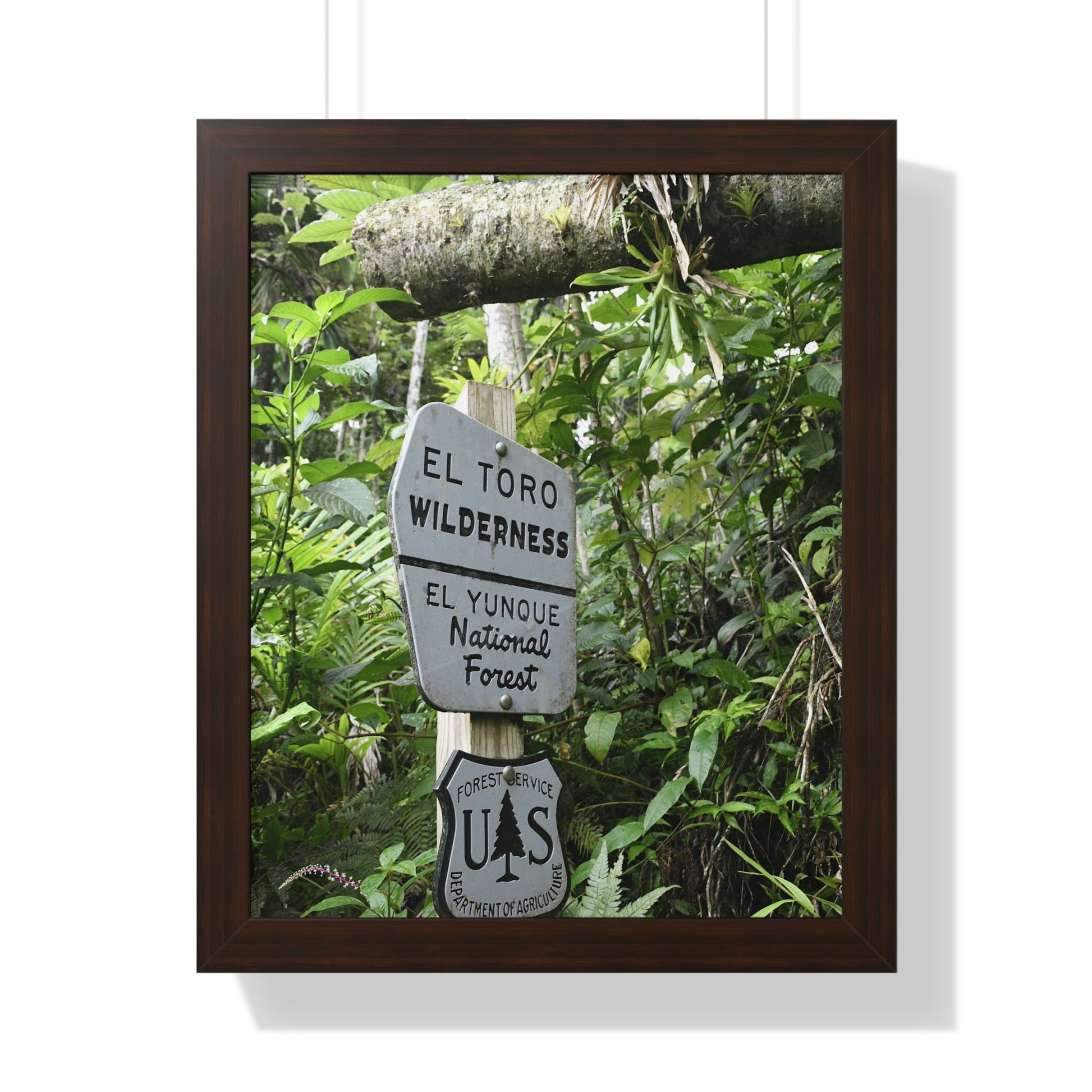 Rainforest Trails & Views - Gallery Canvas Wraps, Framed Vertical Poster - El Yunque National Forest - Puerto Rico - Rio Sabana trail - El Toro Wilderness begins here - Green Forest Home