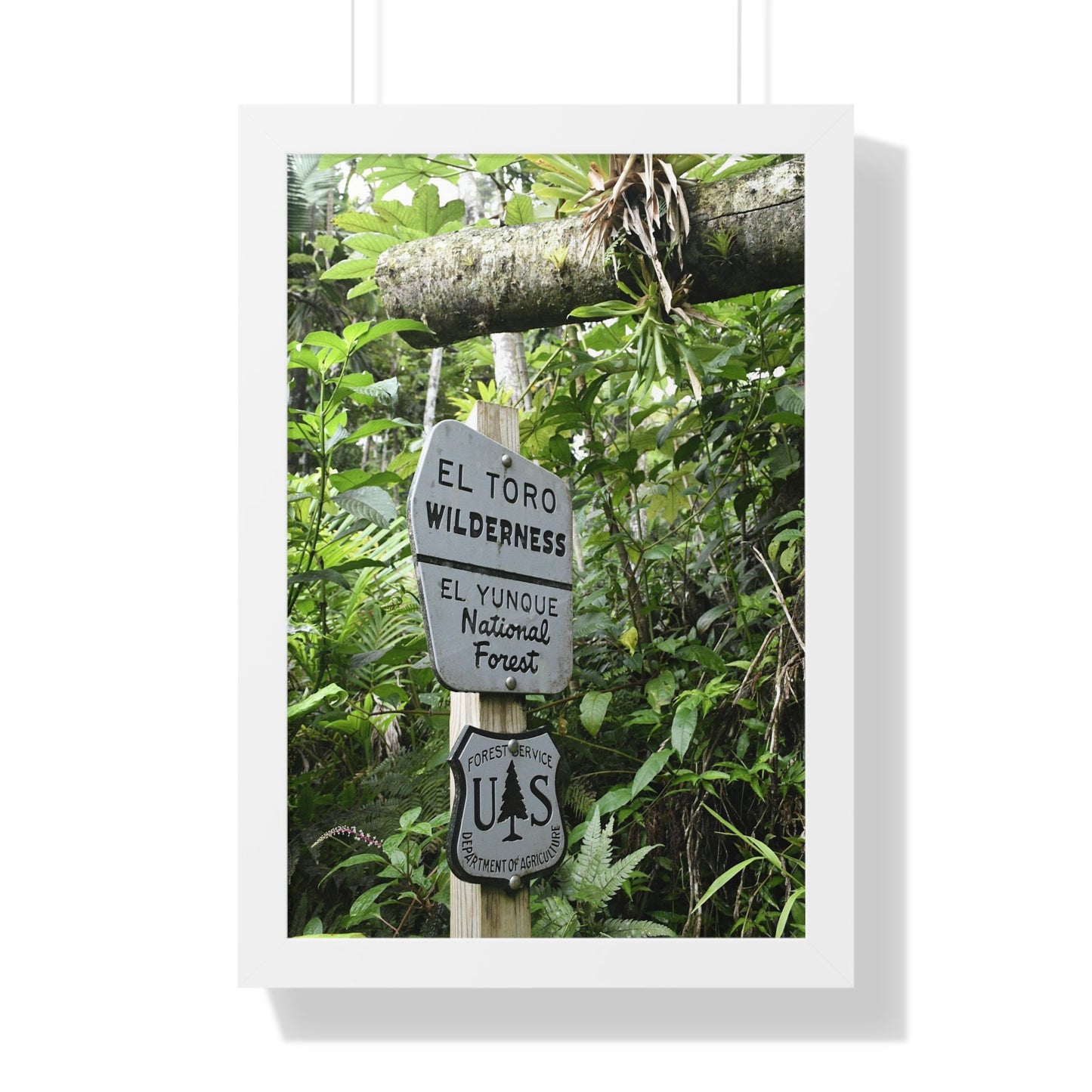Rainforest Trails & Views - Gallery Canvas Wraps, Framed Vertical Poster - El Yunque National Forest - Puerto Rico - Rio Sabana trail - El Toro Wilderness begins here - Green Forest Home
