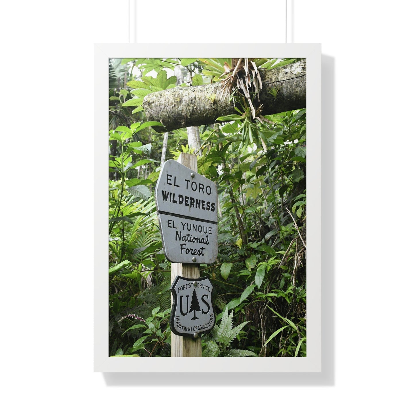 Rainforest Trails & Views - Gallery Canvas Wraps, Framed Vertical Poster - El Yunque National Forest - Puerto Rico - Rio Sabana trail - El Toro Wilderness begins here - Green Forest Home