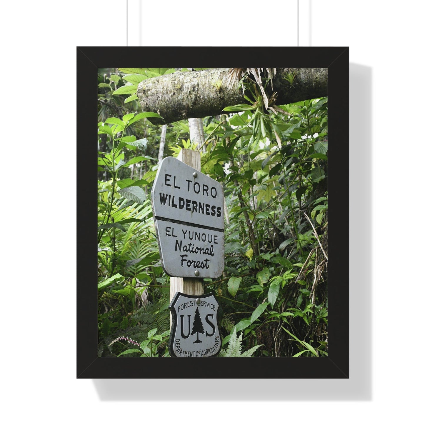 Rainforest Trails & Views - Gallery Canvas Wraps, Framed Vertical Poster - El Yunque National Forest - Puerto Rico - Rio Sabana trail - El Toro Wilderness begins here - Green Forest Home