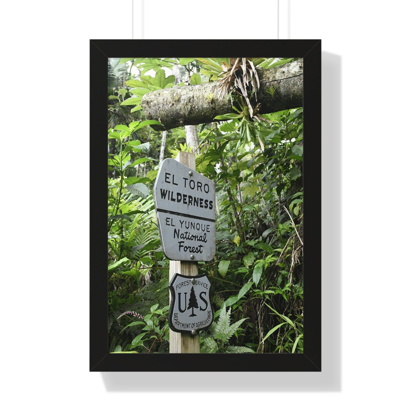 Rainforest Trails & Views - Gallery Canvas Wraps, Framed Vertical Poster - El Yunque National Forest - Puerto Rico - Rio Sabana trail - El Toro Wilderness begins here - Green Forest Home