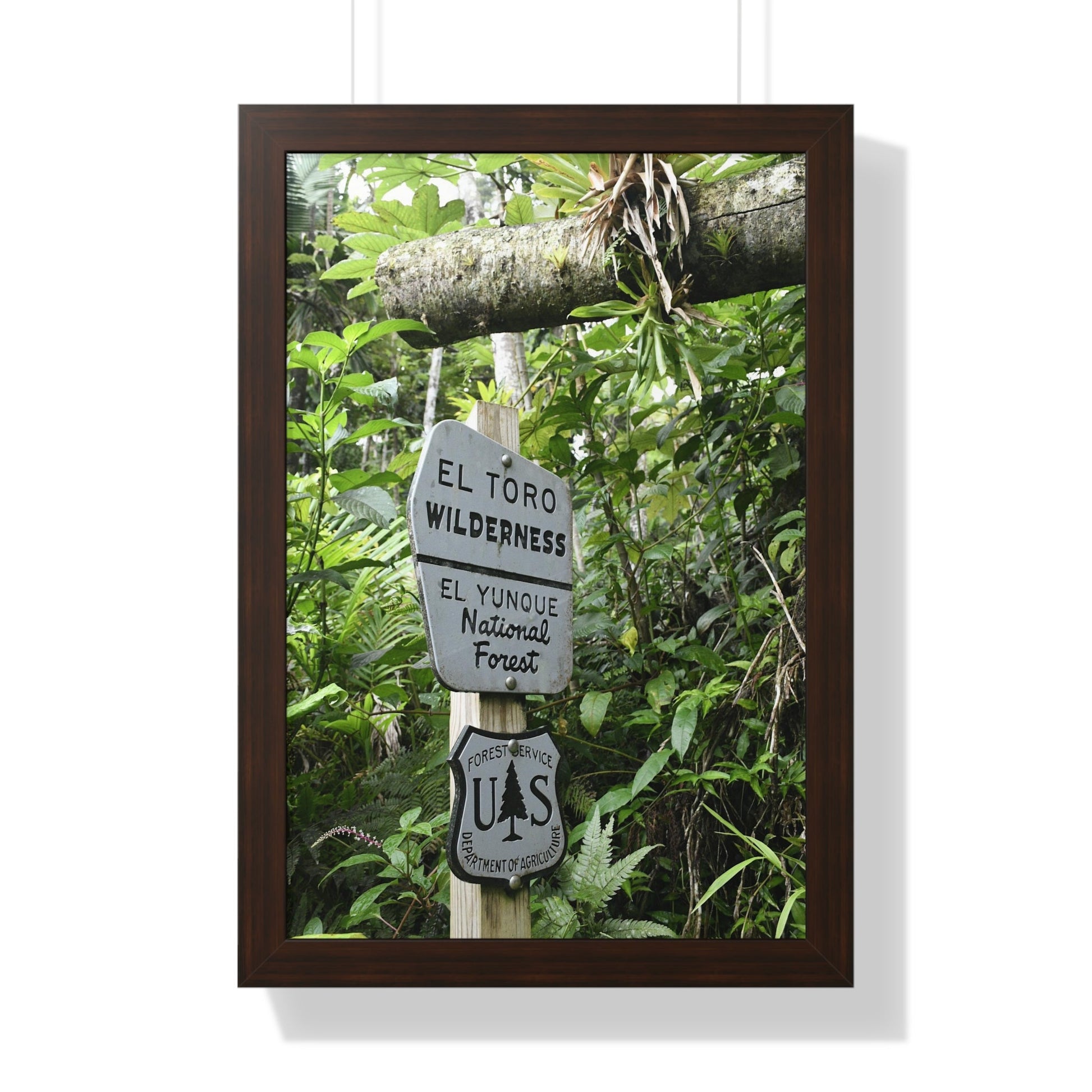 Rainforest Trails & Views - Gallery Canvas Wraps, Framed Vertical Poster - El Yunque National Forest - Puerto Rico - Rio Sabana trail - El Toro Wilderness begins here - Green Forest Home