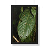 Rainforest Trails & Views - Gallery Canvas Wraps, Framed Vertical Poster - El Yunque National Forest - Puerto Rico - The large leafs of the lower forest - Green Forest Home