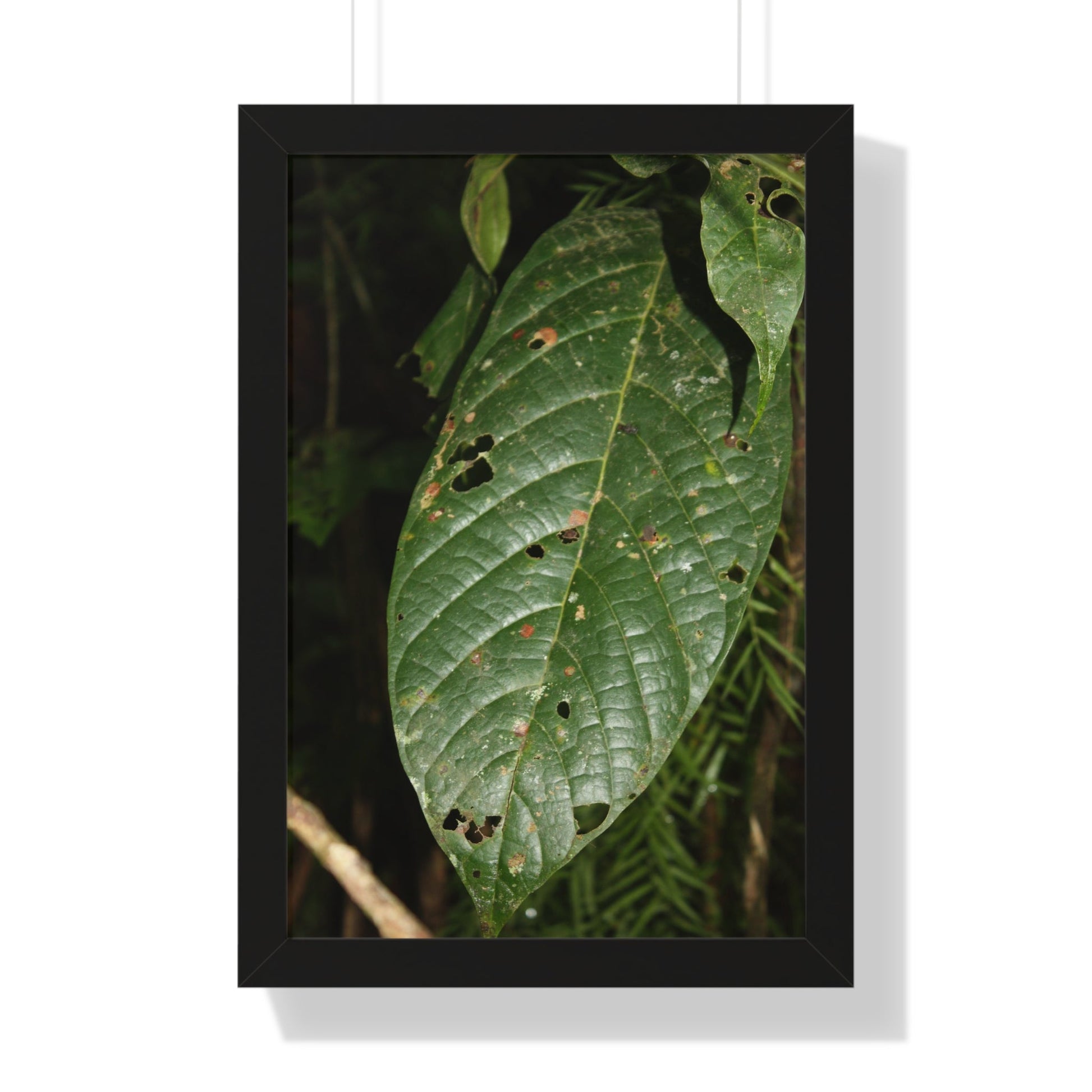 Rainforest Trails & Views - Gallery Canvas Wraps, Framed Vertical Poster - El Yunque National Forest - Puerto Rico - The large leafs of the lower forest - Green Forest Home