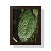 Rainforest Trails & Views - Gallery Canvas Wraps, Framed Vertical Poster - El Yunque National Forest - Puerto Rico - The large leafs of the lower forest - Green Forest Home