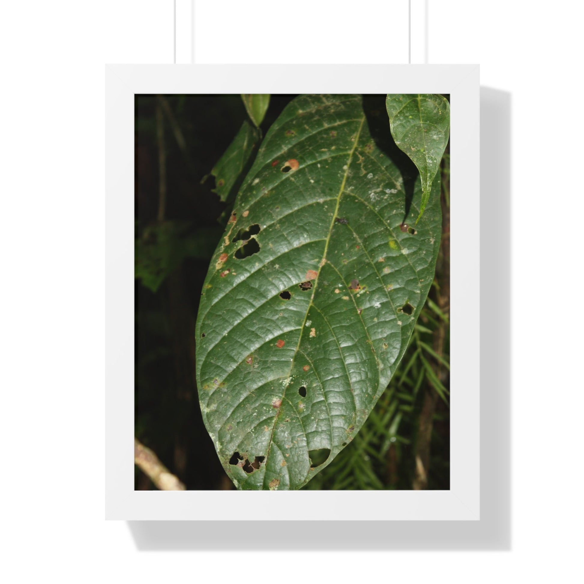 Rainforest Trails & Views - Gallery Canvas Wraps, Framed Vertical Poster - El Yunque National Forest - Puerto Rico - The large leafs of the lower forest - Green Forest Home