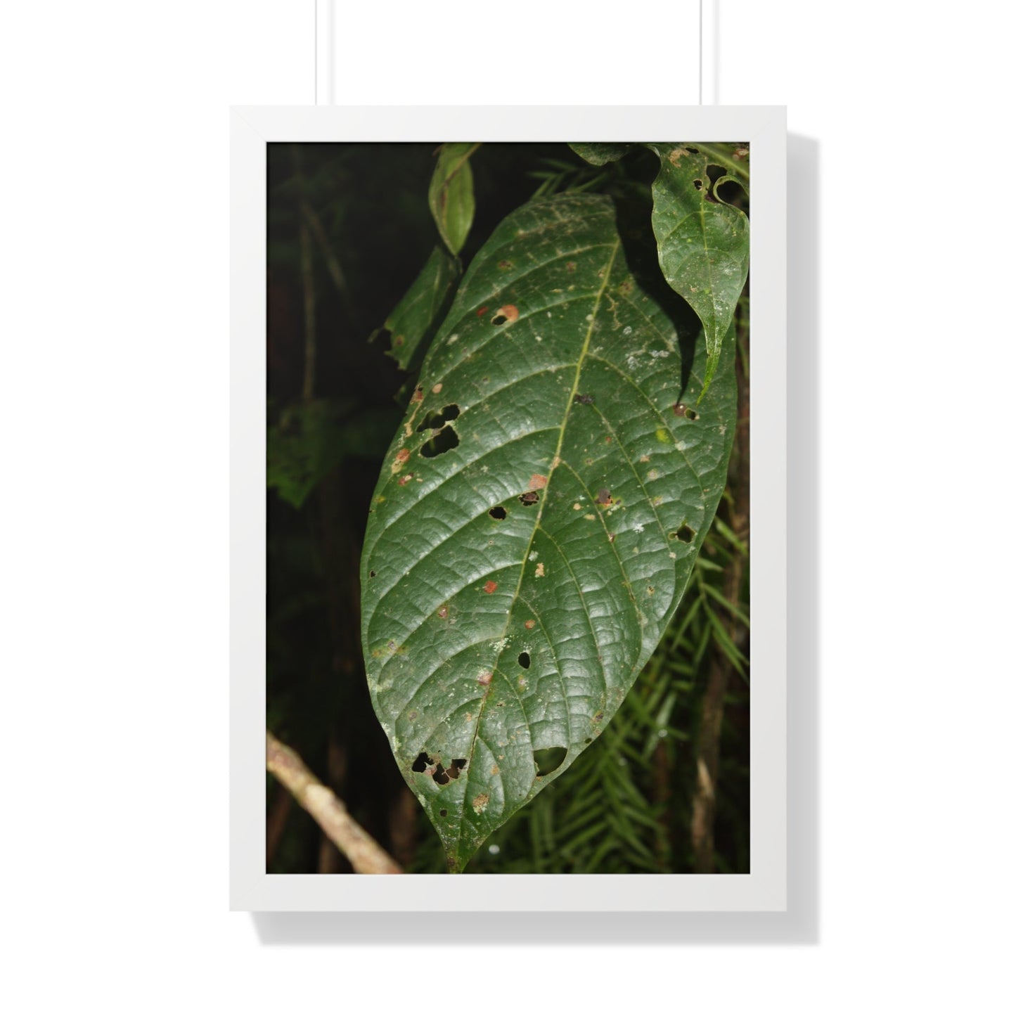 Rainforest Trails & Views - Gallery Canvas Wraps, Framed Vertical Poster - El Yunque National Forest - Puerto Rico - The large leafs of the lower forest - Green Forest Home
