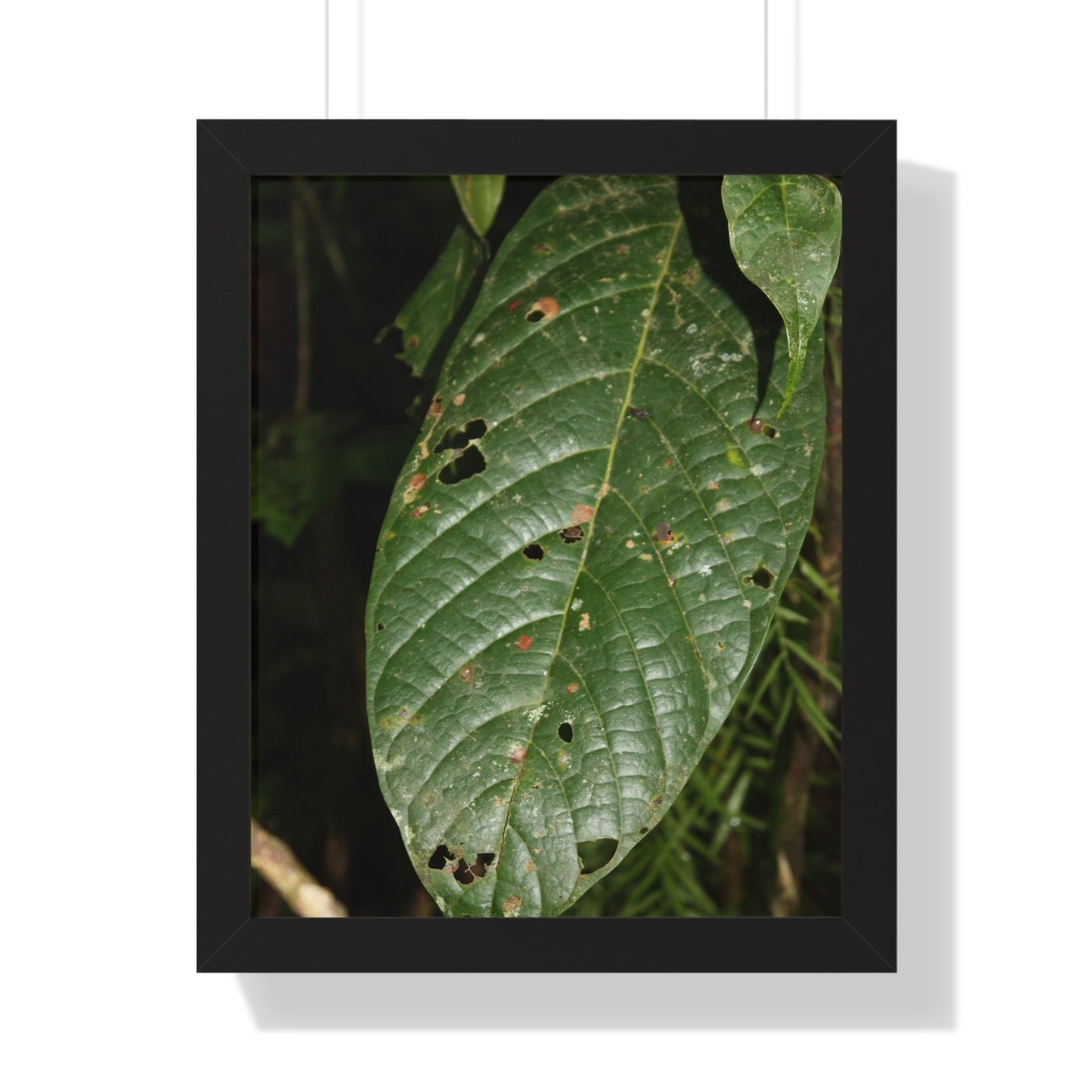 Rainforest Trails & Views - Gallery Canvas Wraps, Framed Vertical Poster - El Yunque National Forest - Puerto Rico - The large leafs of the lower forest - Green Forest Home