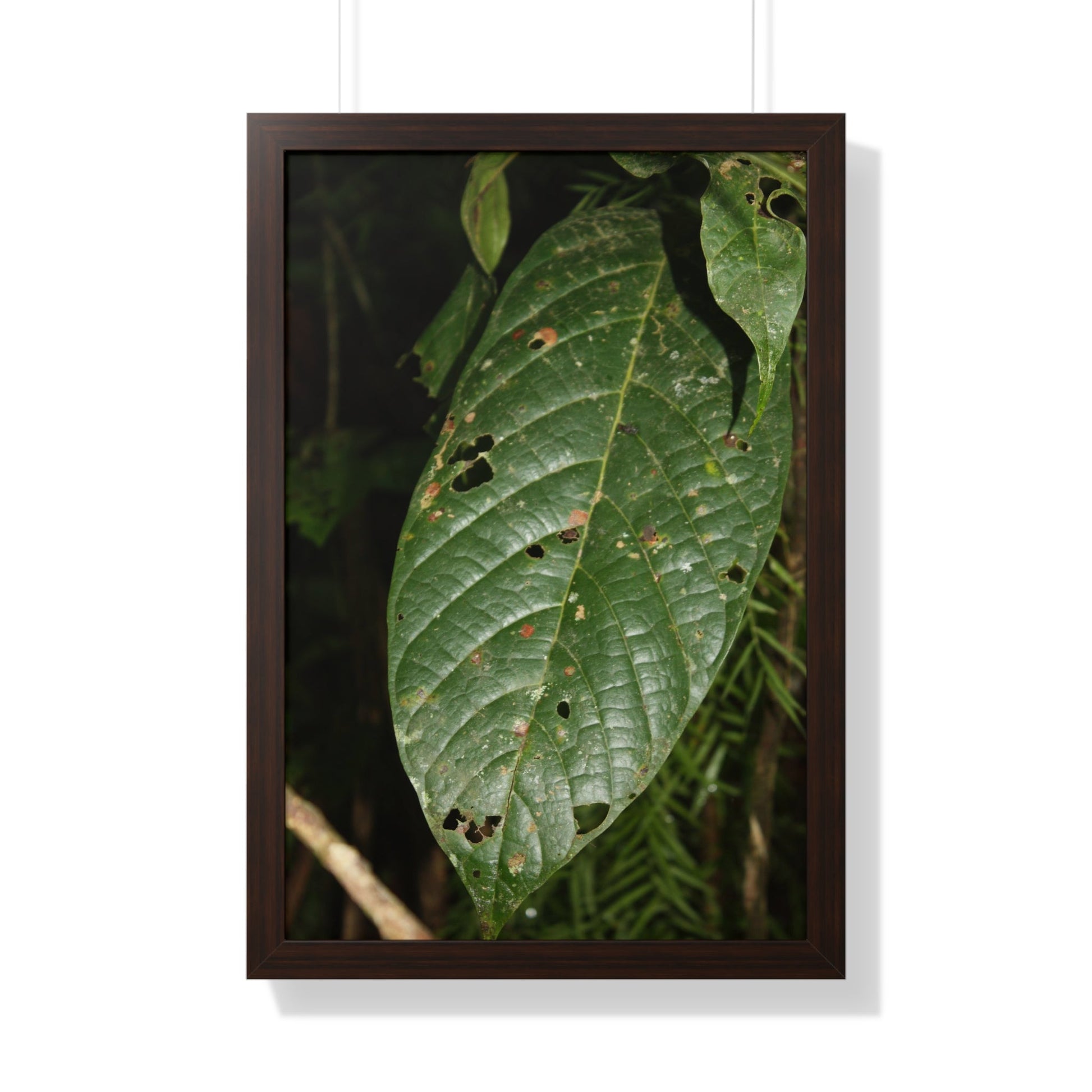Rainforest Trails & Views - Gallery Canvas Wraps, Framed Vertical Poster - El Yunque National Forest - Puerto Rico - The large leafs of the lower forest - Green Forest Home