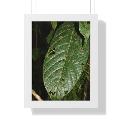 Rainforest Trails & Views - Gallery Canvas Wraps, Framed Vertical Poster - El Yunque National Forest - Puerto Rico - The large leafs of the lower forest - Green Forest Home