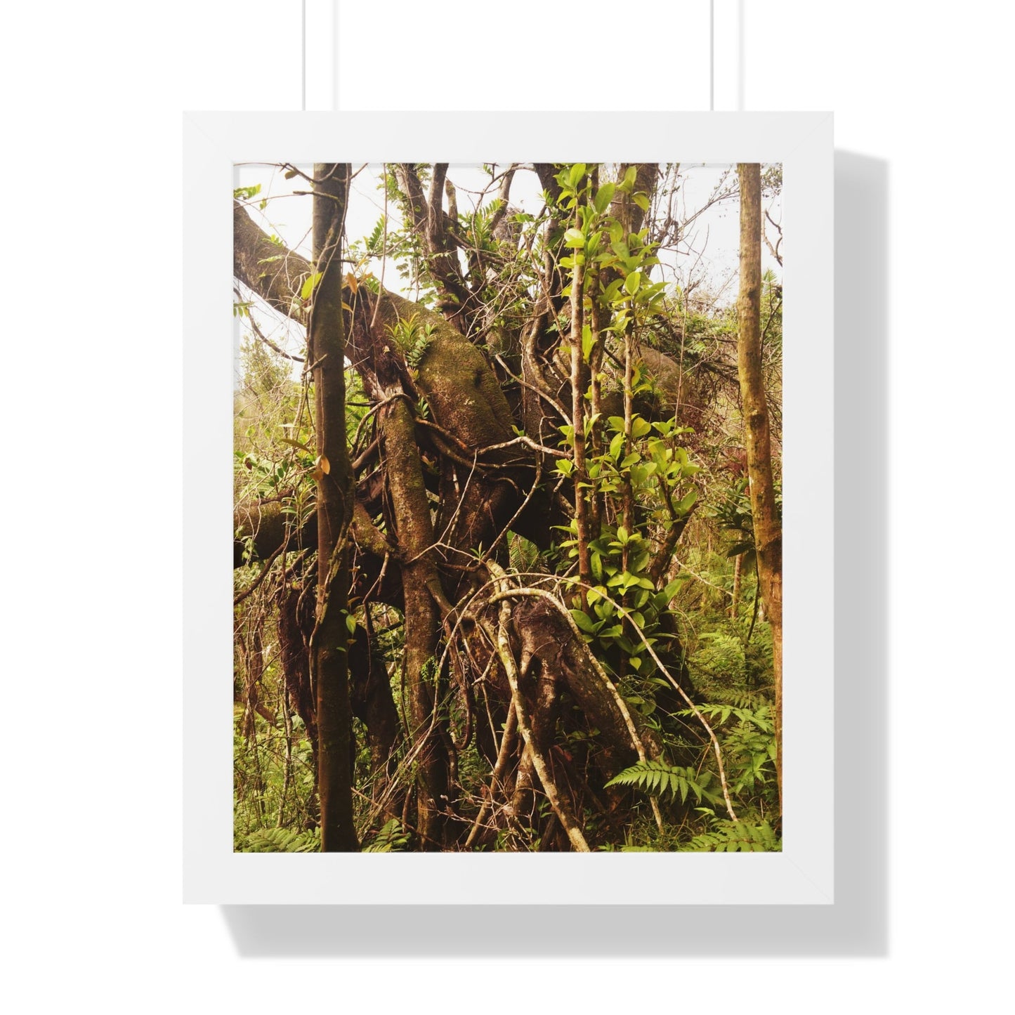 Rainforest Trails & Views - Gallery Canvas Wraps, Framed Vertical Poster - El Yunque National Forest - Puerto Rico - The wild trees of Rio Sababa to survive storms - Green Forest Home