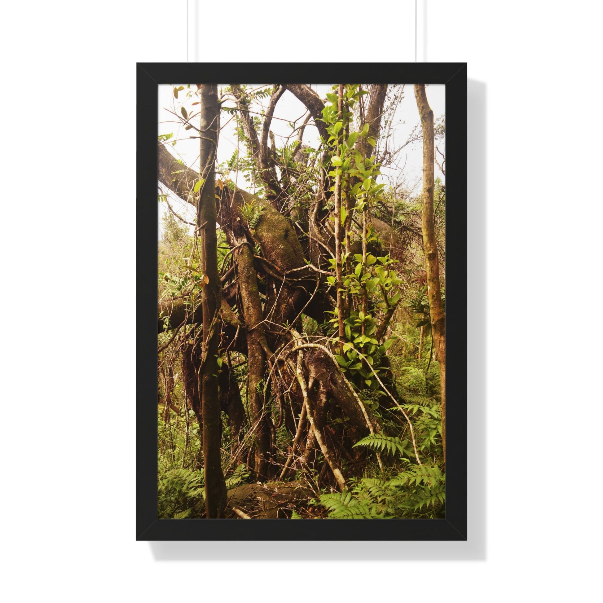 Rainforest Trails & Views - Gallery Canvas Wraps, Framed Vertical Poster - El Yunque National Forest - Puerto Rico - The wild trees of Rio Sababa to survive storms - Green Forest Home