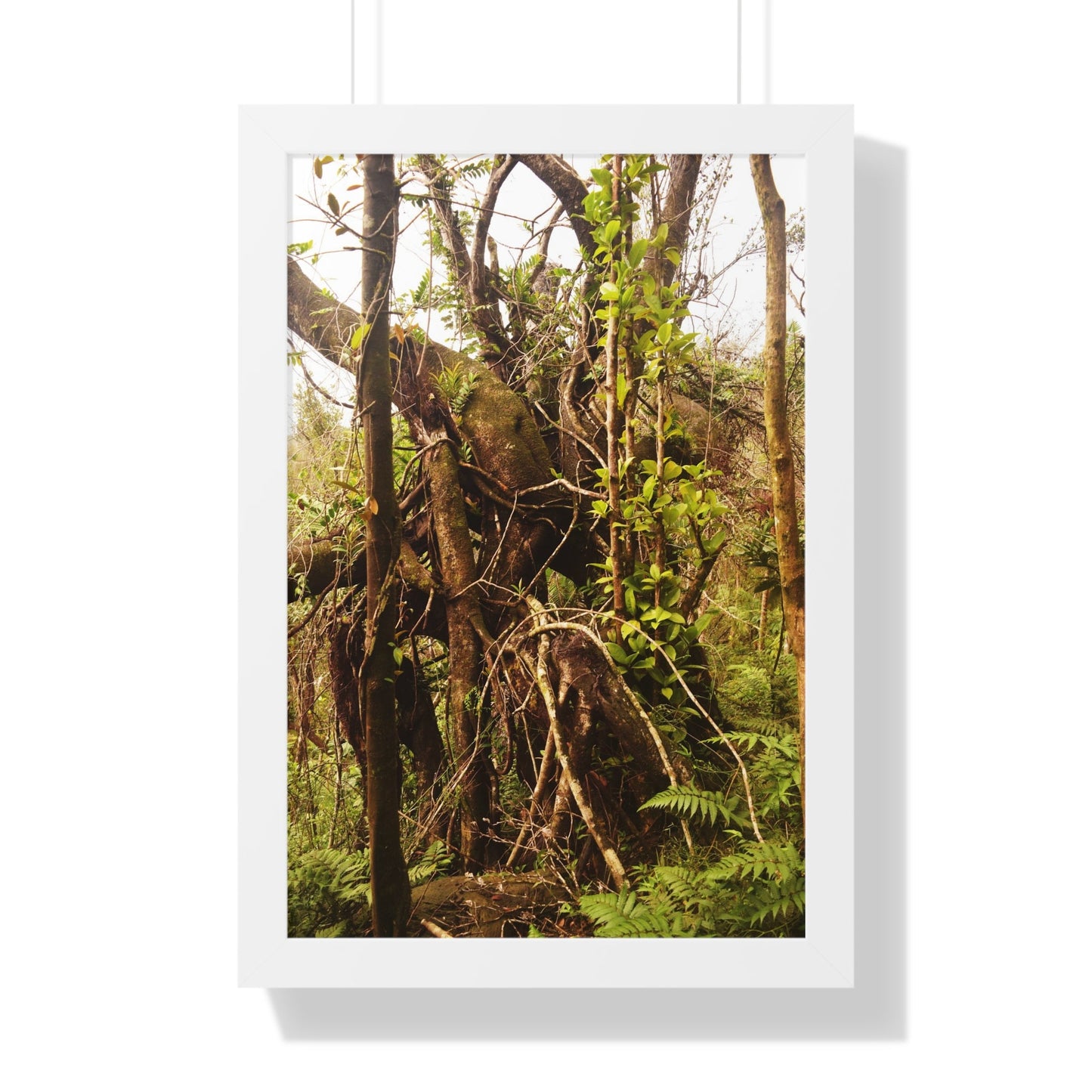 Rainforest Trails & Views - Gallery Canvas Wraps, Framed Vertical Poster - El Yunque National Forest - Puerto Rico - The wild trees of Rio Sababa to survive storms - Green Forest Home