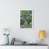 Rainforest Trails & Views - Gallery Canvas Wraps, Framed Vertical Poster - El Yunque National Forest - Puerto Rico - Tradewinds trail crossing bridge - Green Forest Home