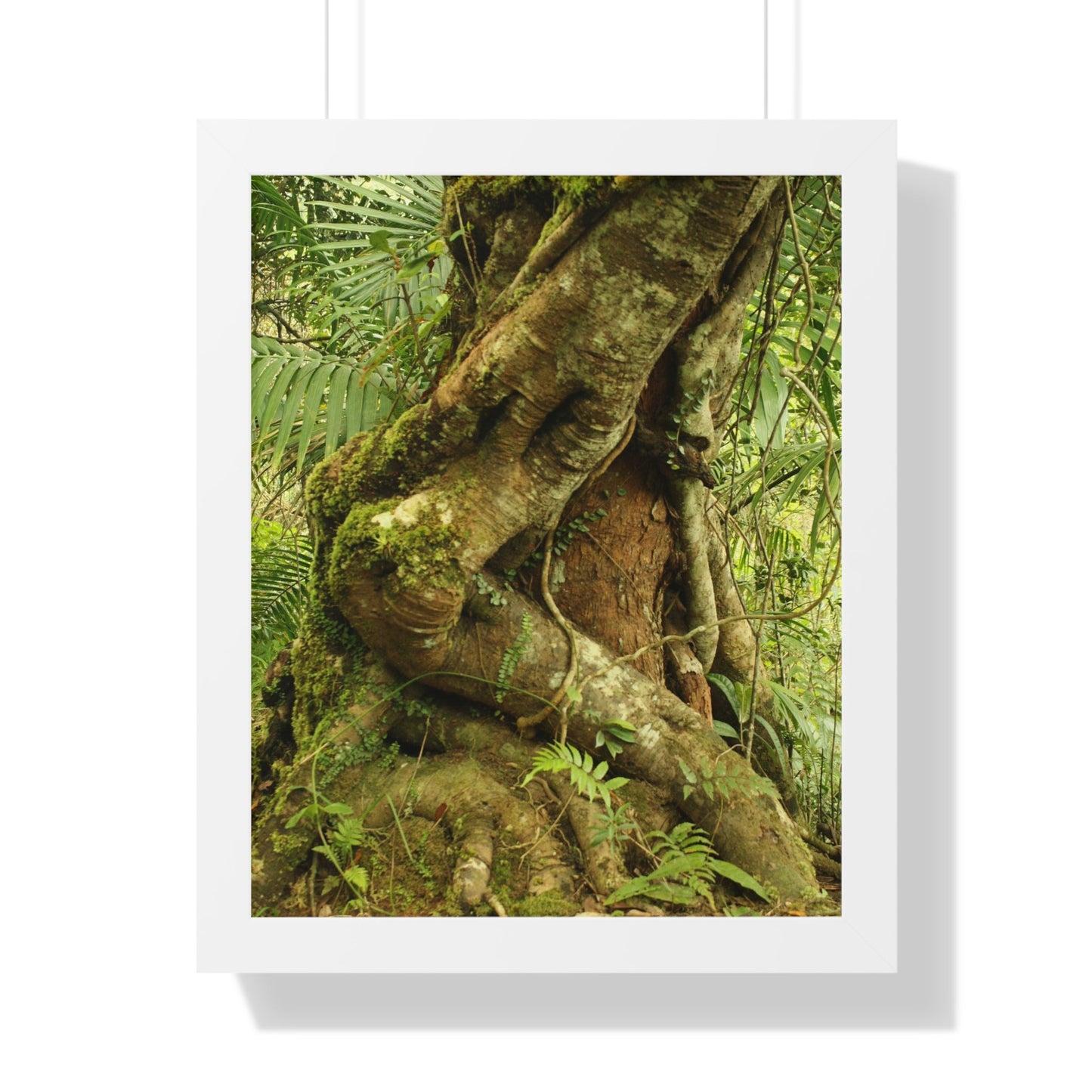 Rainforest Trails & Views - Gallery Canvas Wraps, Framed Vertical Poster - El Yunque National Forest - Puerto Rico - Tradewinds trail decomposing tree - Green Forest Home