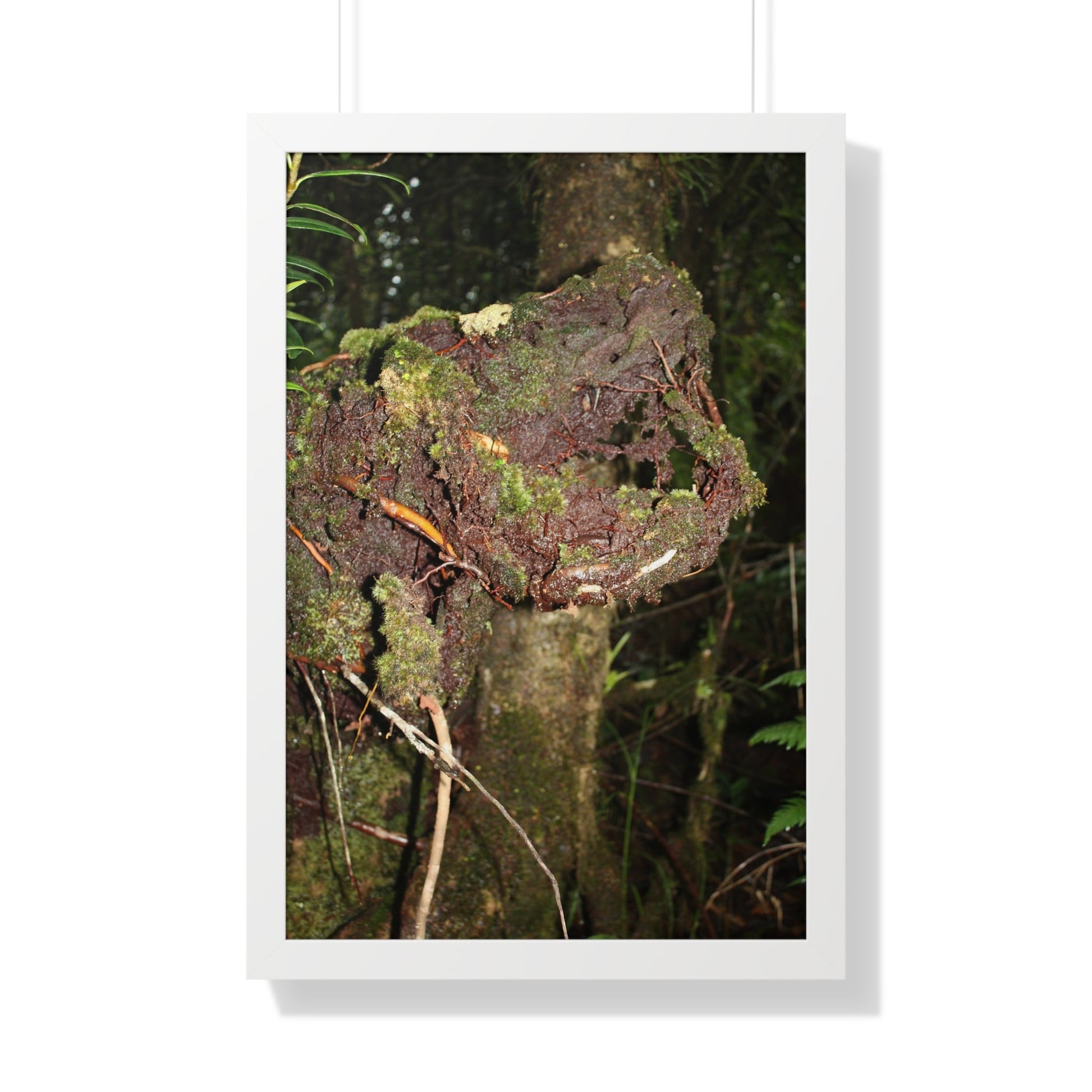 Rainforest Trails & Views - Gallery Canvas Wraps, Framed Vertical Poster - El Yunque National Forest - Puerto Rico - Tradewinds trail decomposing tree - Green Forest Home