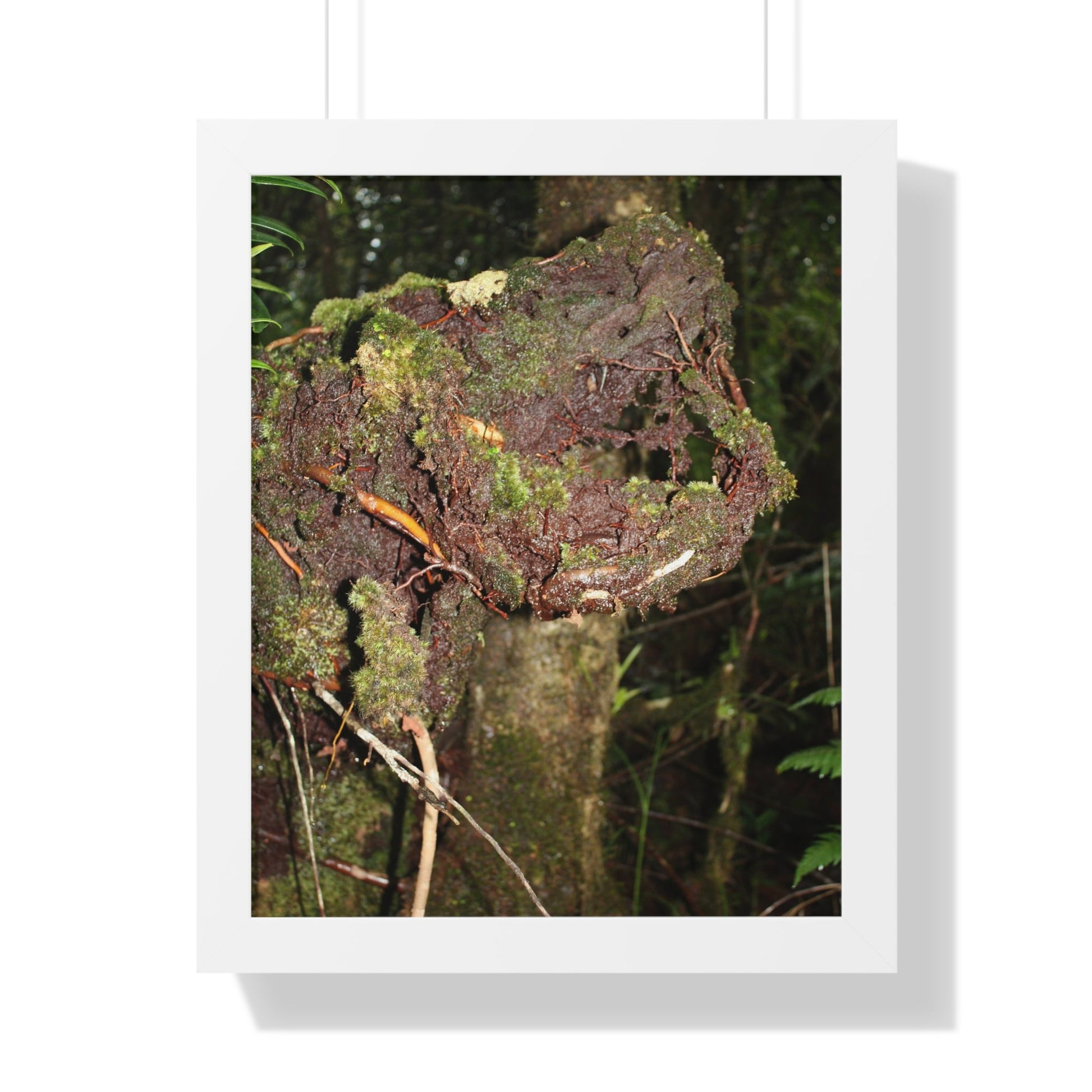 Rainforest Trails & Views - Gallery Canvas Wraps, Framed Vertical Poster - El Yunque National Forest - Puerto Rico - Tradewinds trail decomposing tree - Green Forest Home