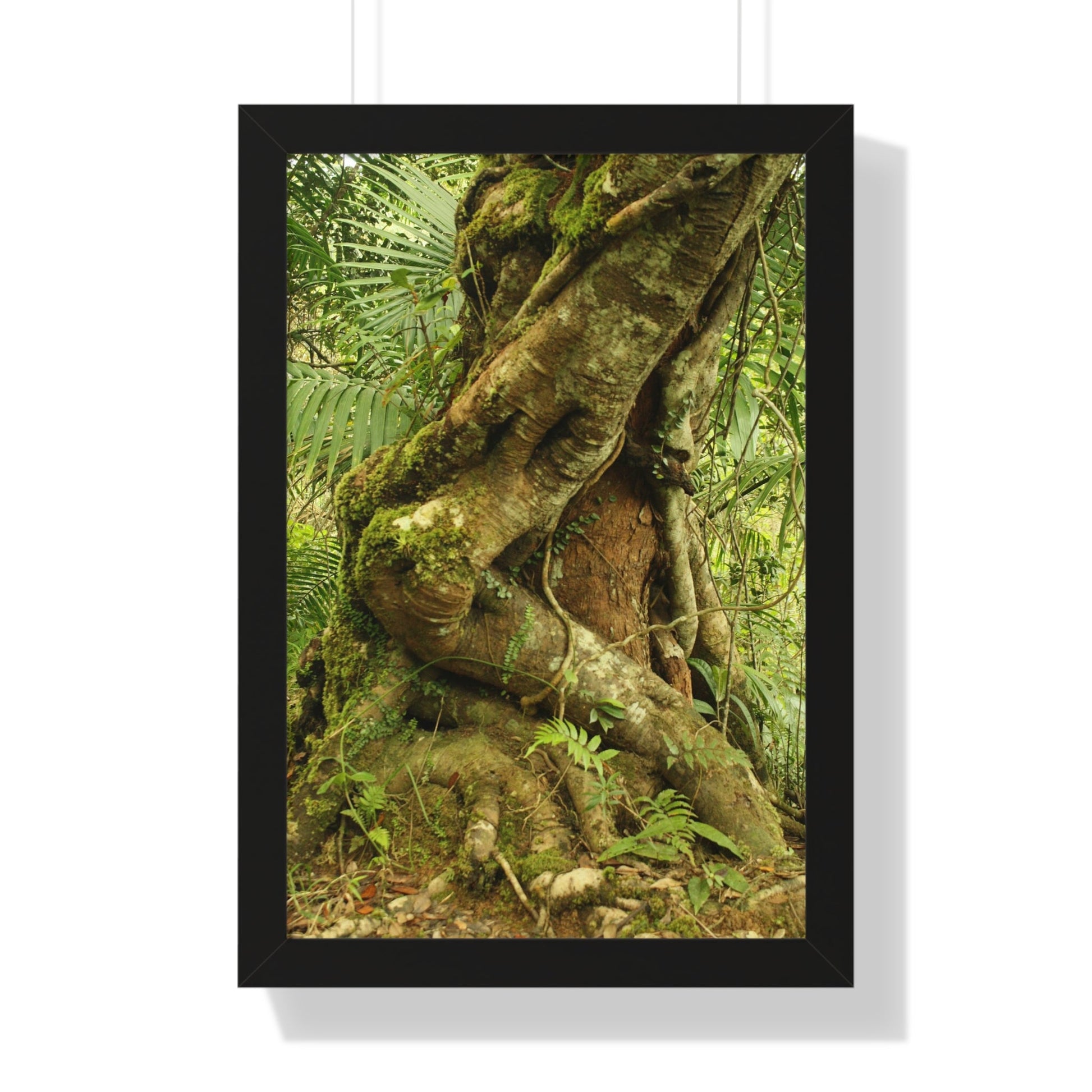 Rainforest Trails & Views - Gallery Canvas Wraps, Framed Vertical Poster - El Yunque National Forest - Puerto Rico - Tradewinds trail decomposing tree - Green Forest Home