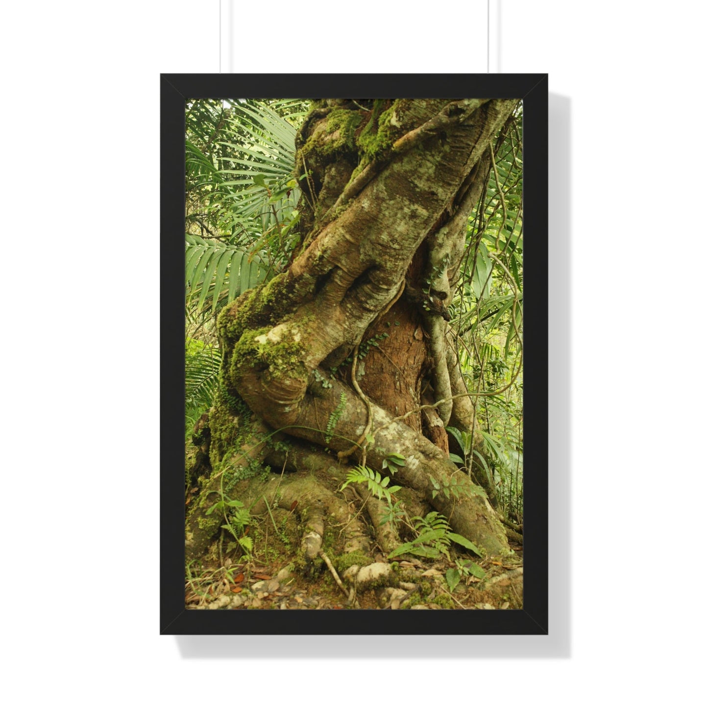 Rainforest Trails & Views - Gallery Canvas Wraps, Framed Vertical Poster - El Yunque National Forest - Puerto Rico - Tradewinds trail decomposing tree - Green Forest Home