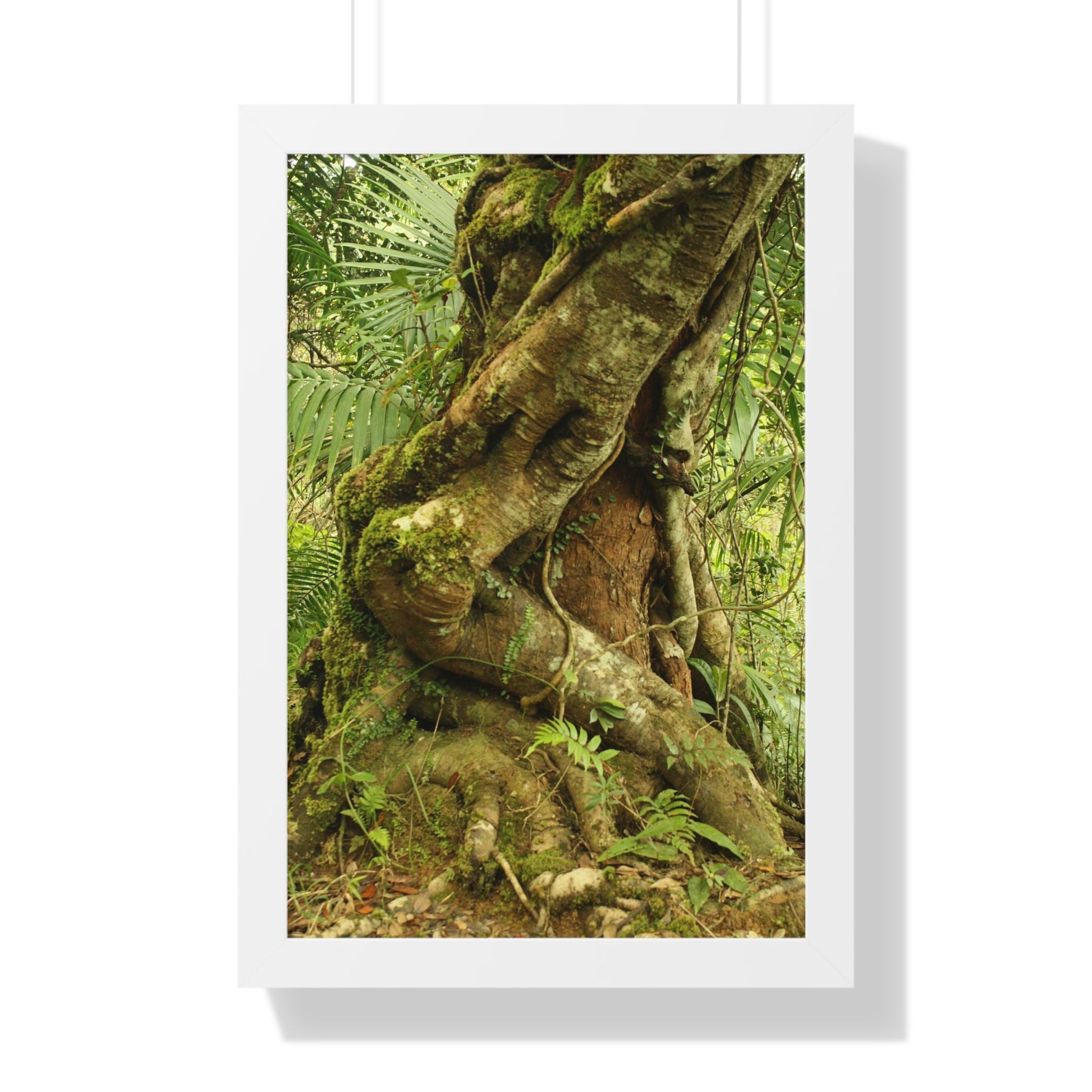 Rainforest Trails & Views - Gallery Canvas Wraps, Framed Vertical Poster - El Yunque National Forest - Puerto Rico - Tradewinds trail decomposing tree - Green Forest Home