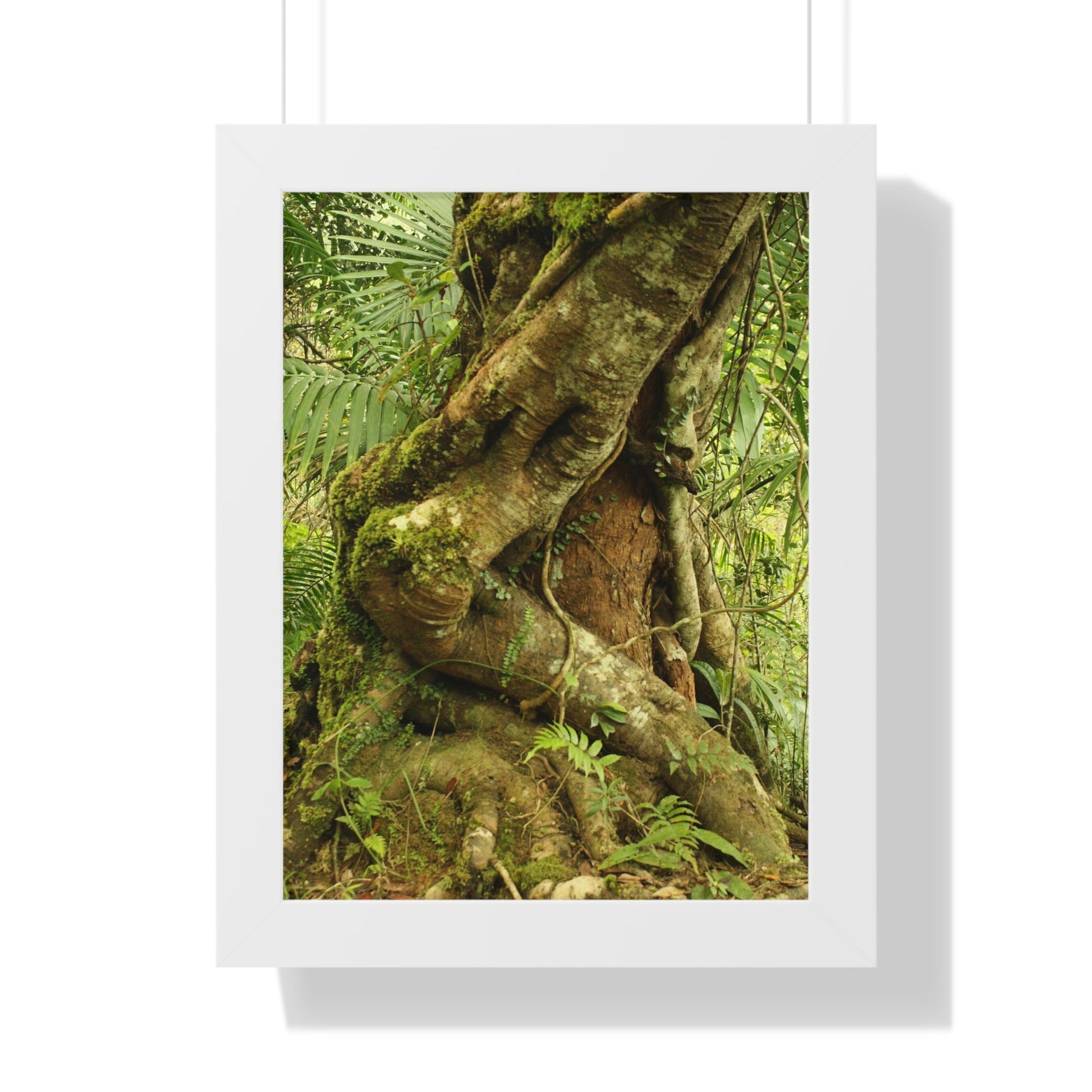 Rainforest Trails & Views - Gallery Canvas Wraps, Framed Vertical Poster - El Yunque National Forest - Puerto Rico - Tradewinds trail decomposing tree - Green Forest Home