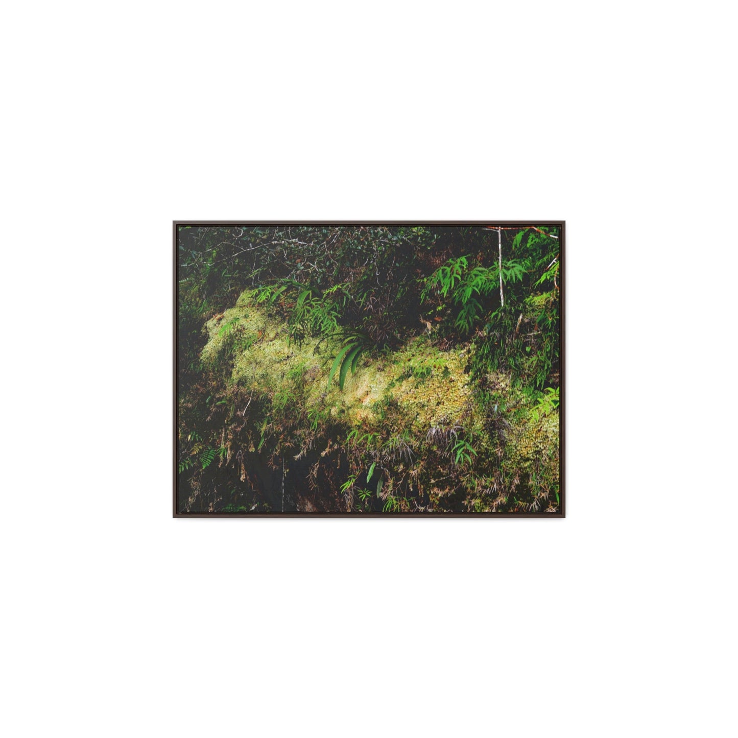Rainforest Trails & Views - Gallery Canvas Wraps, Horizontal Frame - El Yunque National Forest - PR - PR191 closed road - Huge Boulder with moss - Green Forest Home