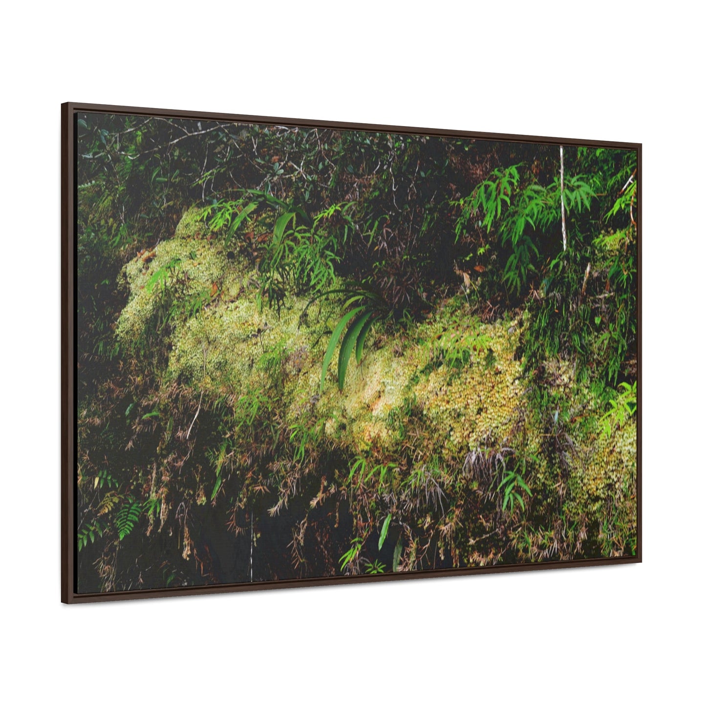 Rainforest Trails & Views - Gallery Canvas Wraps, Horizontal Frame - El Yunque National Forest - PR - PR191 closed road - Huge Boulder with moss - Green Forest Home