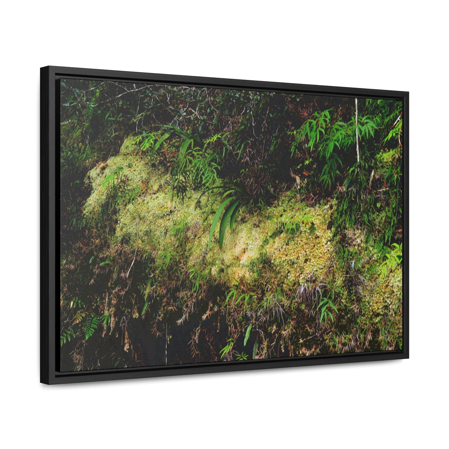 Rainforest Trails & Views - Gallery Canvas Wraps, Horizontal Frame - El Yunque National Forest - PR - PR191 closed road - Huge Boulder with moss - Green Forest Home