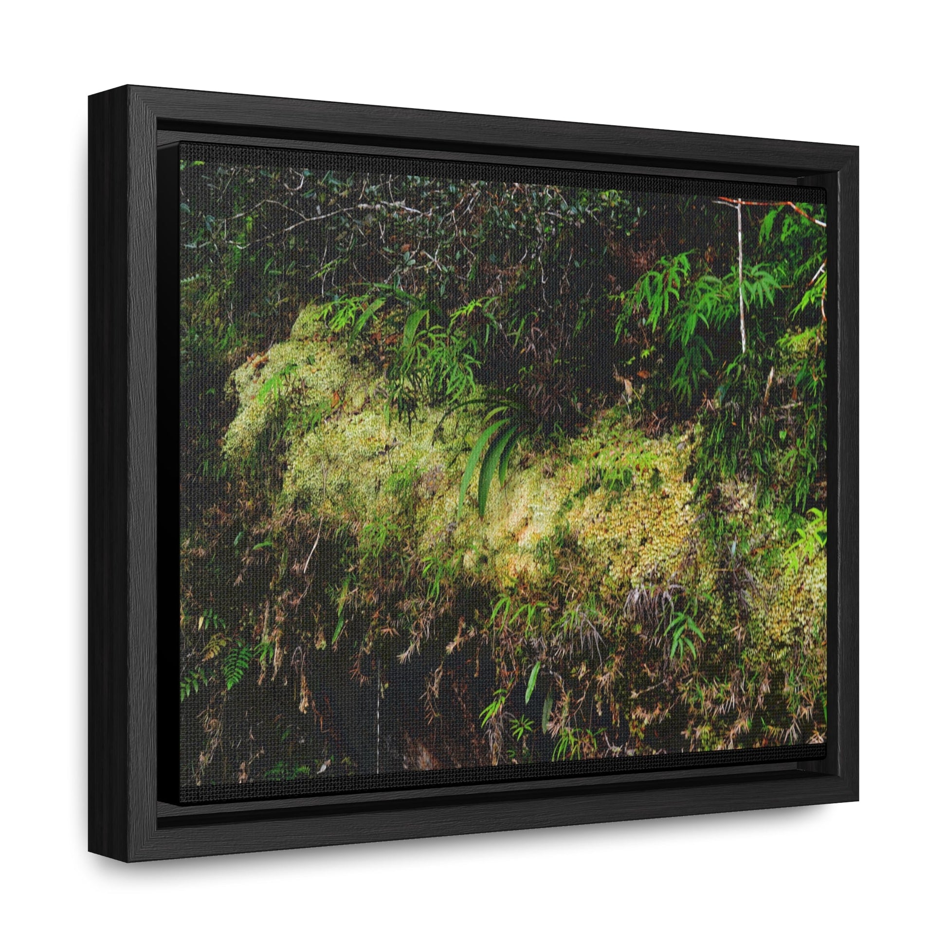 Rainforest Trails & Views - Gallery Canvas Wraps, Horizontal Frame - El Yunque National Forest - PR - PR191 closed road - Huge Boulder with moss - Green Forest Home