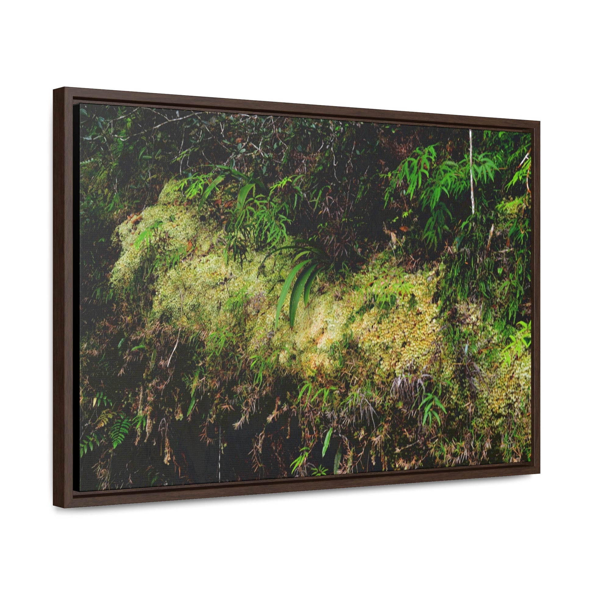Rainforest Trails & Views - Gallery Canvas Wraps, Horizontal Frame - El Yunque National Forest - PR - PR191 closed road - Huge Boulder with moss - Green Forest Home