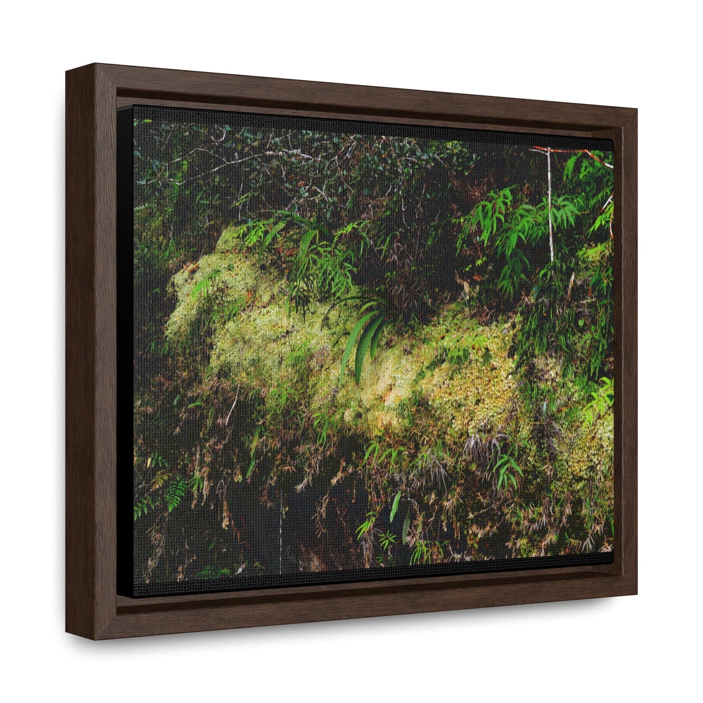 Rainforest Trails & Views - Gallery Canvas Wraps, Horizontal Frame - El Yunque National Forest - PR - PR191 closed road - Huge Boulder with moss - Green Forest Home
