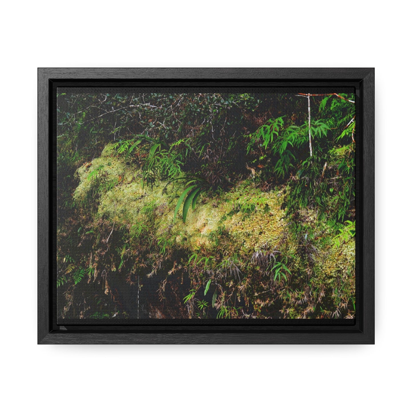 Rainforest Trails & Views - Gallery Canvas Wraps, Horizontal Frame - El Yunque National Forest - PR - PR191 closed road - Huge Boulder with moss - Green Forest Home