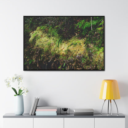 Rainforest Trails & Views - Gallery Canvas Wraps, Horizontal Frame - El Yunque National Forest - PR - PR191 closed road - Huge Boulder with moss - Green Forest Home