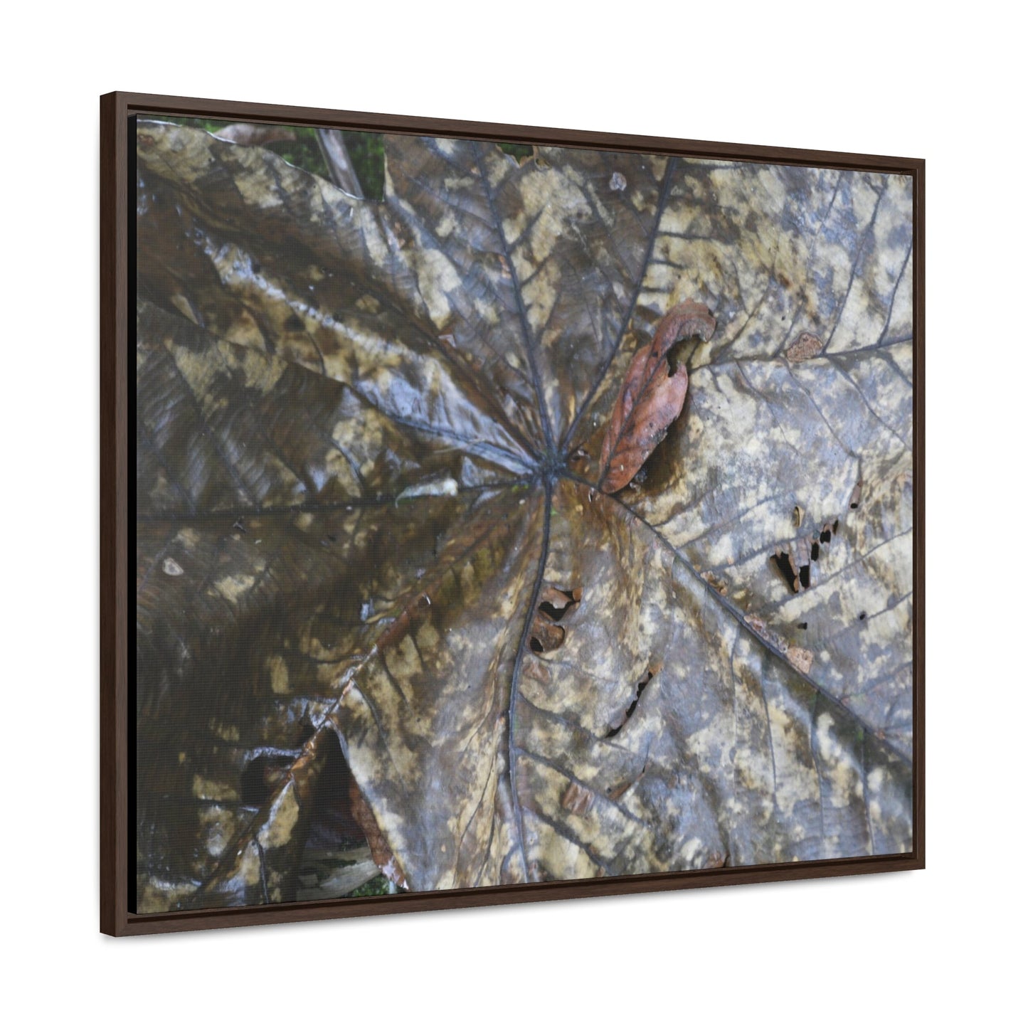 Rainforest Trails & Views - Gallery Canvas Wraps, Horizontal Frame - El Yunque National Forest - Puerto Rico - A closeup of the Yagrumo Tree leaves - white below - Green Forest Home